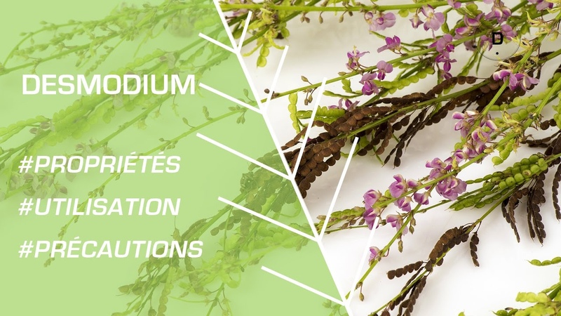 Comment utiliser le desmodium