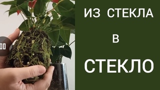 7 месяцев В СТЕКЛЕ. Пересадка первого антуриума, ПОСАЖЕННОГО  в закрытую систему.