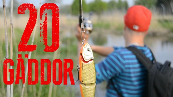 Gäddfiske 20 gäddor i